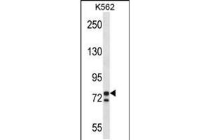 Western blot analysis in K562 cell line lysates (35ug/lane). (PCSK7 anticorps  (C-Term))