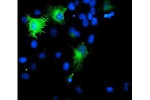 Anti-SMS mouse monoclonal antibody (ABIN2454720) immunofluorescent staining of COS7 cells transiently transfected by pCMV6-ENTRY SMS (RC200619). (SMS anticorps)
