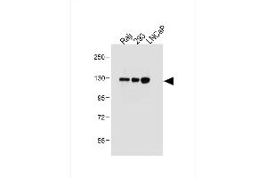 All lanes : Anti-ITGA8 Antibody (C-term) at 1:2000 dilution Lane 1: Raji whole cell lysate Lane 2: 293 whole cell lysate Lane 3: LNCaP whole cell lysate Lysates/proteins at 20 μg per lane. (ITGA8 anticorps  (C-Term))
