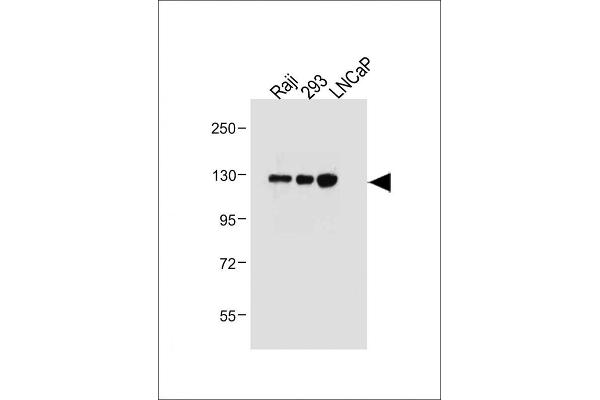 ITGA8 anticorps  (C-Term)