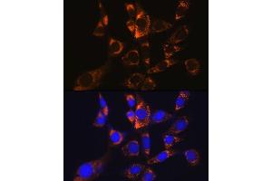 Immunofluorescence analysis of NIH-3T3 cells using  Rabbit mAb (1217) at dilution of 1:100 (40x lens). (ATP5A1 anticorps)
