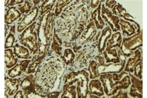 ABIN6267122 at 1/100 staining Mouse kidney tissue by IHC-P. (ErbB2/Her2 anticorps  (pTyr1196))
