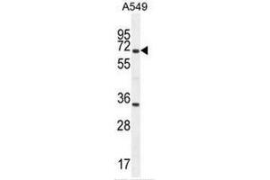 CLU Antibody (N-term) western blot analysis in A549 cell line lysates (35µg/lane). (Clusterin anticorps  (N-Term))