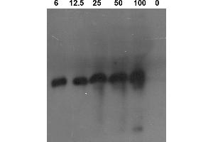 Image no. 1 for anti-Proteinase 3 (PRTN3) antibody (ABIN190718) (PRTN3 anticorps)