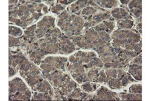 Image no. 9 for anti-PHD Finger Protein 7 (PHF7) (AA 155-381) antibody (ABIN1490975)