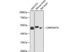 Western blot analysis of extracts of various cell lines using CHRFAM7A Polyclonal Antibody at dilution of 1:1000. (CHRFAM7A anticorps)