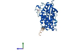 AlphaFold protein structure predicition of Human Recombinant CSNK2A2 Protein, UniprotID P19784