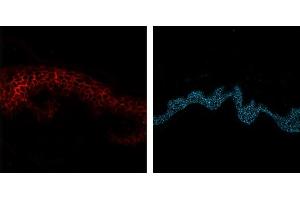 Immunofluorescence analysis of human skin frozen section using E-Cadherin (EP700Y, 0.