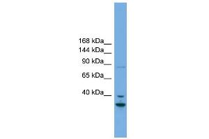 WB Suggested Anti-FSTL5 Antibody Titration: 0. (FSTL5 anticorps  (Middle Region))