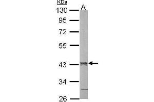 WB Image Sample (50 ug of whole cell lysate) A: mouse liver 10% SDS PAGE antibody diluted at 1:1000