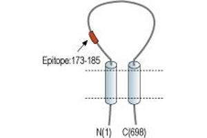 Representative domain view of the target of ABIN7885405.