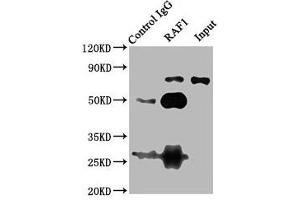 Immunoprecipitating RAF1 in 293T whole cell lysate Lane 1: Rabbit control IgG (1 μg) instead of ABIN7167060 in 293T whole cell lysate.