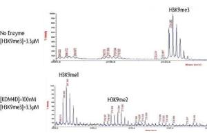 JMJD2D / KDM4D activity assay.