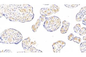 Detection of FGB in Human Placenta Tissue using Monoclonal Antibody to Fibrinogen Beta Chain (FGB) (Fibrinogen beta Chain anticorps  (AA 45-491))