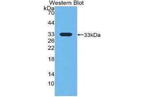 Western Blotting (WB) image for anti-E1A Binding Protein P300 (EP300) (AA 2124-2397) antibody (ABIN1858725)