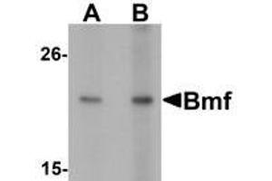 Western blot analysis of Bmf in HepG2 cell lysate with Bmf antibody at (A) 2.