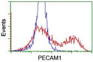 HEK293T cells transfected with either RC208654 overexpress plasmid (Red) or empty vector control plasmid (Blue) were immunostained by anti-PECAM1 antibody (ABIN2455806), and then analyzed by flow cytometry. (CD31 anticorps)