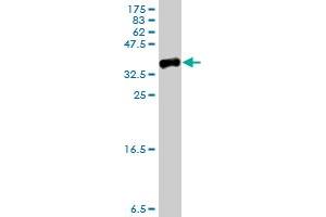 Western Blot detection against Immunogen (35.