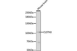 Western blot analysis of extracts of mouse brain, using CLSTN3 antibody (ABIN7266049) at 1:1000 dilution. (Calsyntenin 3 anticorps  (AA 730-850))