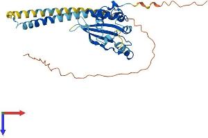 AlphaFold protein structure predicition of Human Recombinant TSPY1 Protein, UniprotID Q01534