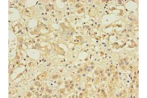 Immunohistochemistry of paraffin-embedded human adrenal gland tissue using ABIN7148084 at dilution of 1:100