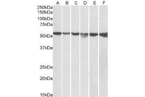 ABIN571080 (0. (GPI anticorps  (AA 81-93))