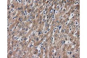 Immunohistochemical staining of paraffin-embedded liver tissue using anti-SIL1 mouse monoclonal antibody. (SIL1 anticorps)