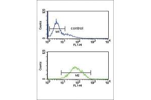 Flow Cytometry (FACS) image for anti-Ankylosis, Progressive Homolog (Mouse) (ANKH) antibody (ABIN3004298) (ANKH anticorps)