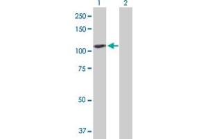 Western Blot analysis of GAPDHS expression in transfected 293T cell line by GAPDHS MaxPab polyclonal antibody. (GAPDHS anticorps  (AA 1-408))
