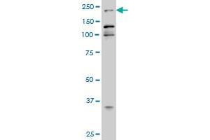 EP300 monoclonal antibody (M02), clone 1D2 Western Blot analysis of EP300 expression in Hela S3 NE . (p300 anticorps  (AA 731-830))