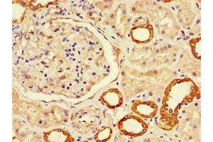 Immunohistochemistry of paraffin-embedded human kidney tissue using ABIN7158022 at dilution of 1:100 (LUZP2 anticorps  (AA 20-346))