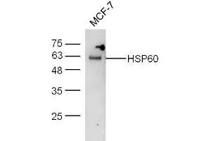 MCF-7 Lysates probed with Rabbit Anti-HSP60 Polyclonal Antibody  at 1:5000 for 90 min at 37˚C.