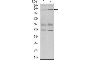 Western blot analysis using PIWIL4 mouse mAb against PC-3 (1) and PANC-1 (2) cell lysate. (PIWIL4 anticorps  (AA 304-434))