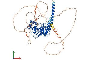 AlphaFold protein structure predicition of Mouse Recombinant Otud1 Protein, UniprotID Q9CUB6