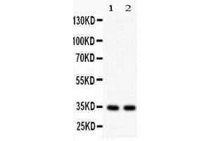 Anti-XAF1 antibody, Western blottingAll lanes: Anti XAF1  at 0. (XAF1 anticorps  (C-Term))