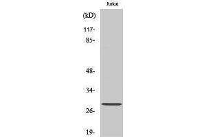 Western Blotting (WB) image for anti-14-3-3 zeta (YWHAZ) (pSer58) antibody (ABIN3182730)