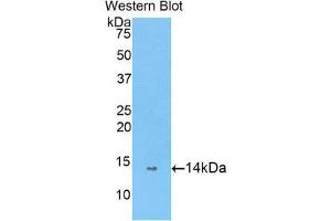 Western Blotting (WB) image for anti-Peptidyl Prolyl Cis/Trans Isomerase NIMA Interacting 4 Protein (PIN4) (AA 23-130) antibody (ABIN1860225)