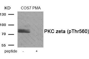 Western blot analysis of extracts from COS7 cells treated with PMA using Phospho-PKC zeta (Thr560) antibody. (PKC zeta anticorps  (pThr560))
