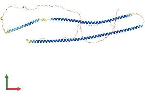 AlphaFold protein structure predicition of Mouse Recombinant Krt71 Protein, UniprotID Q9R0H5