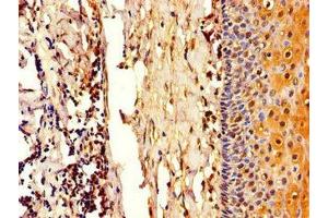 Immunohistochemistry of paraffin-embedded human tonsil tissue using ABIN7148277 at dilution of 1:100 (COL4A3BP anticorps  (AA 201-500))