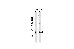 Western Blot at 1:1000 dilution Lane 1: Hela whole cell lysate Lane 2: HL-60 whole cell lysate Lysates/proteins at 20 ug per lane. (PHF5A anticorps  (C-Term))