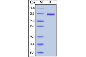 Biotinylated Human EpCAM, Fc,Avitag on  under reducing (R) condition.
