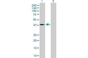 Western Blot analysis of ILF2 expression in transfected 293T cell line by ILF2 MaxPab polyclonal antibody. (ILF2 anticorps  (AA 1-390))