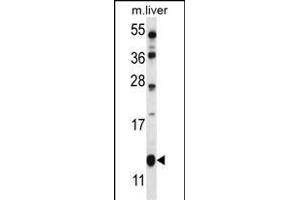 GOT1B Antibody (C-term) (ABIN657018 and ABIN2846197) western blot analysis in mouse liver tissue lysates (35 μg/lane).