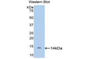 Detection of Recombinant DDO, Bovine using Polyclonal Antibody to D-Aspartate Oxidase (DDO) (DDO anticorps  (AA 161-272))