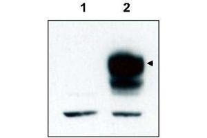 Western blot using  affinity purified anti-TrkCT1 to detect over-expressed TrkCT1 in HEK293 cells (Lane 2, arrowhead). (TRKCT1 (C-Term) anticorps)