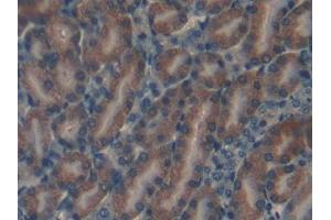 anti-NOTCH-Regulated Ankyrin Repeat Protein (NRARP) (AA 3-109) antibody