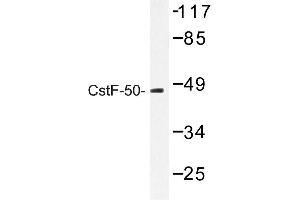 Image no. 1 for anti-Cleavage Stimulation Factor, 3' Pre-RNA, Subunit 1, 50kDa (CSTF1) antibody (ABIN272214)