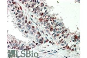 ABIN5539913 (5µg/ml) staining of paraffin embedded Human Prostate. (ZIC3 anticorps  (AA 178-189))
