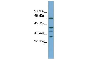 WB Suggested Anti-APOL2 Antibody Titration:  0. (Apolipoprotein L 2 anticorps  (Middle Region))